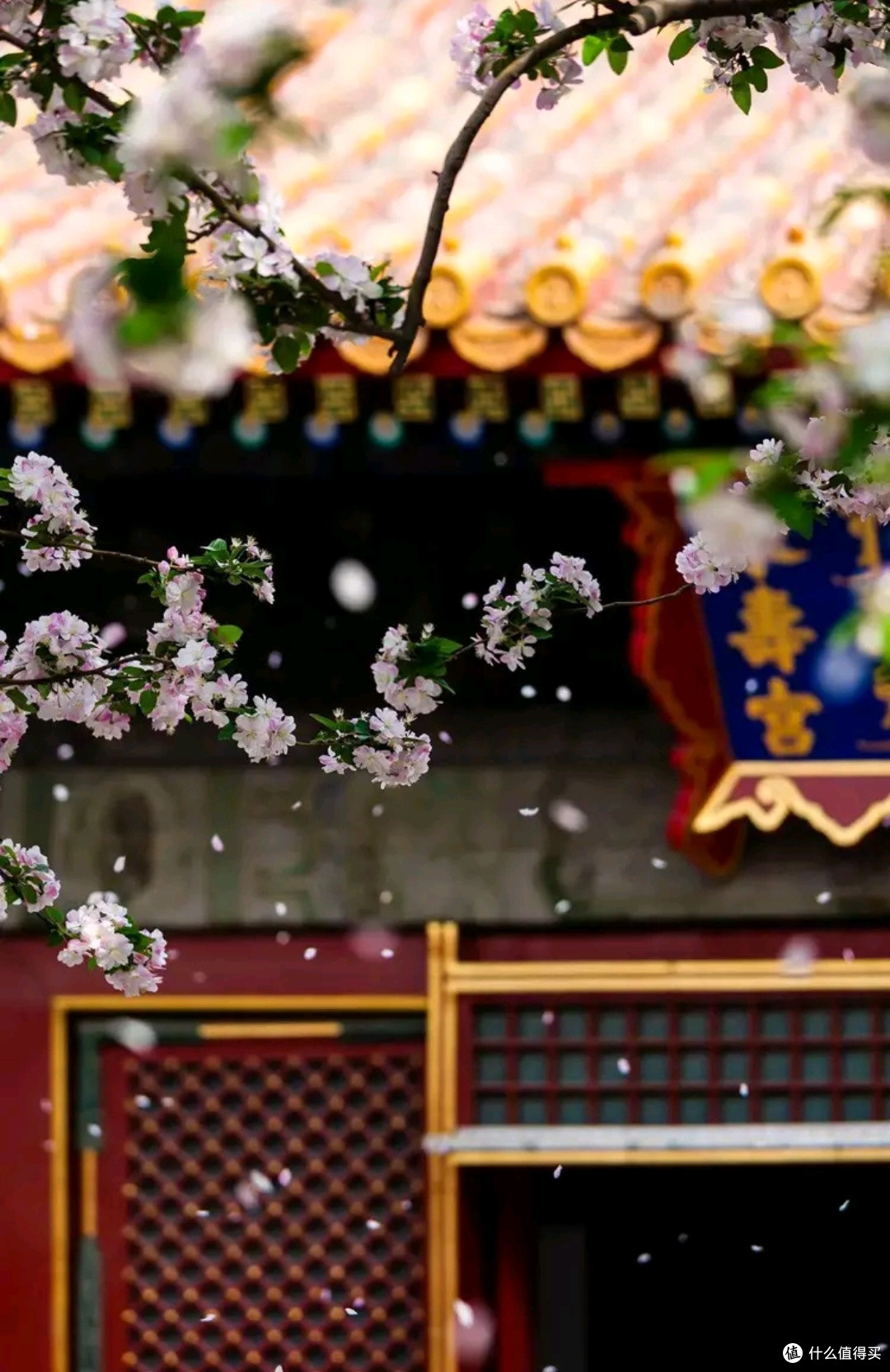 承乾宫梨雪,故宫春之华章