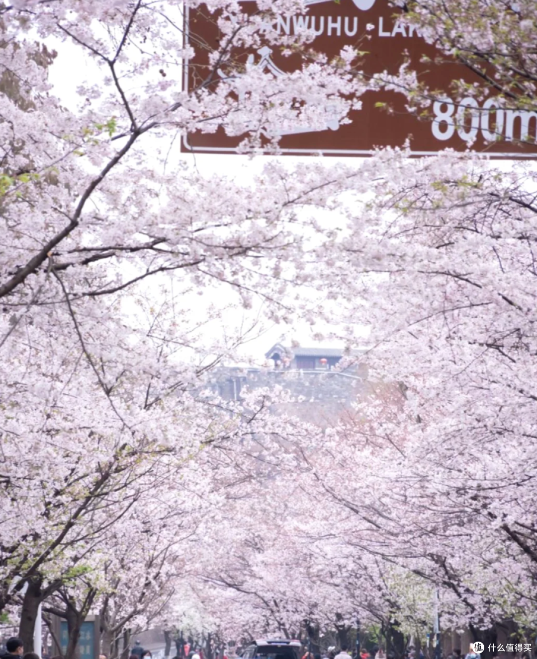 南京春日限定！鸡鸣寺樱花大道，走一趟值了！