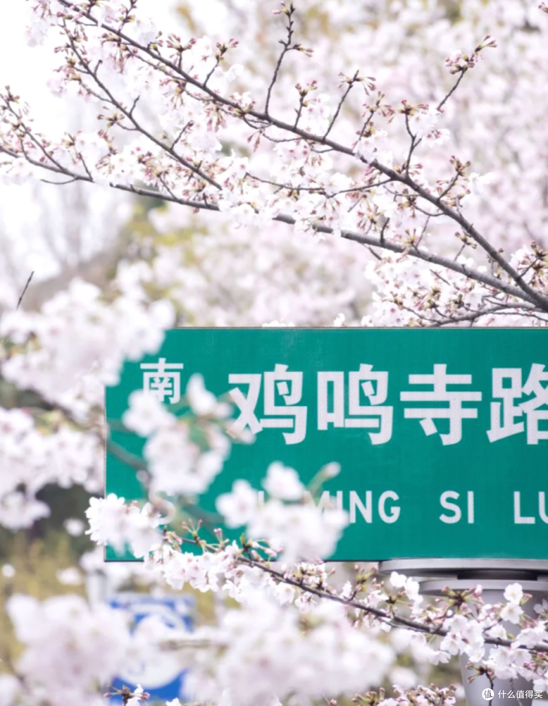 南京春日限定！鸡鸣寺樱花大道，走一趟值了！