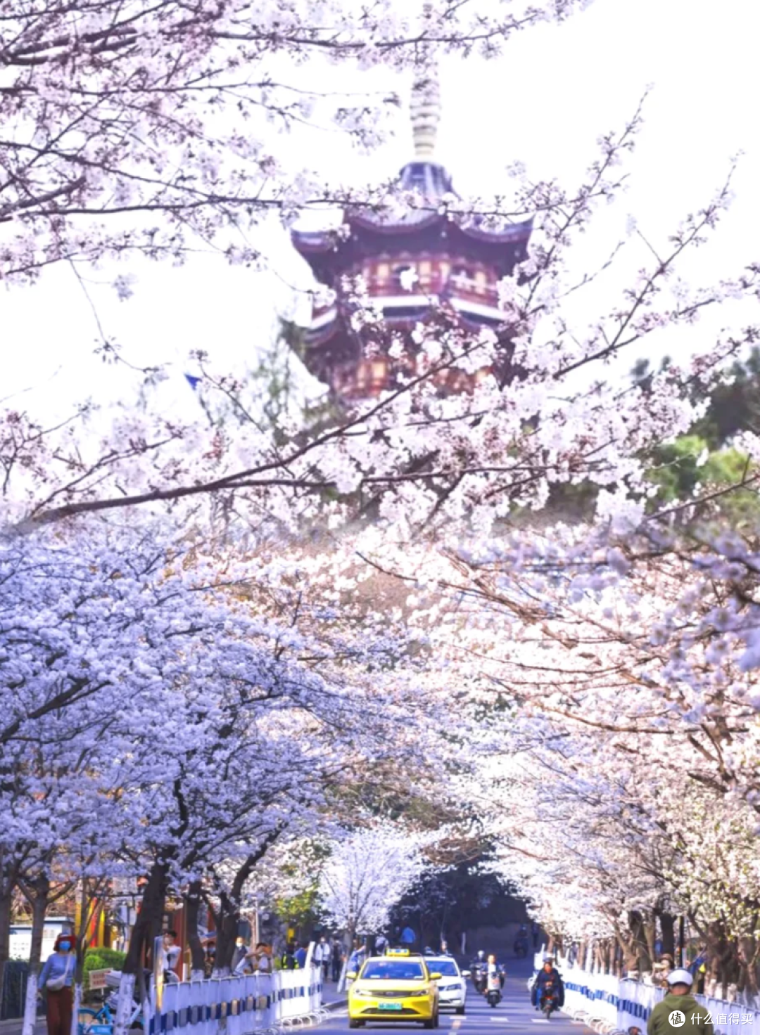 南京春日限定！鸡鸣寺樱花大道，走一趟值了！