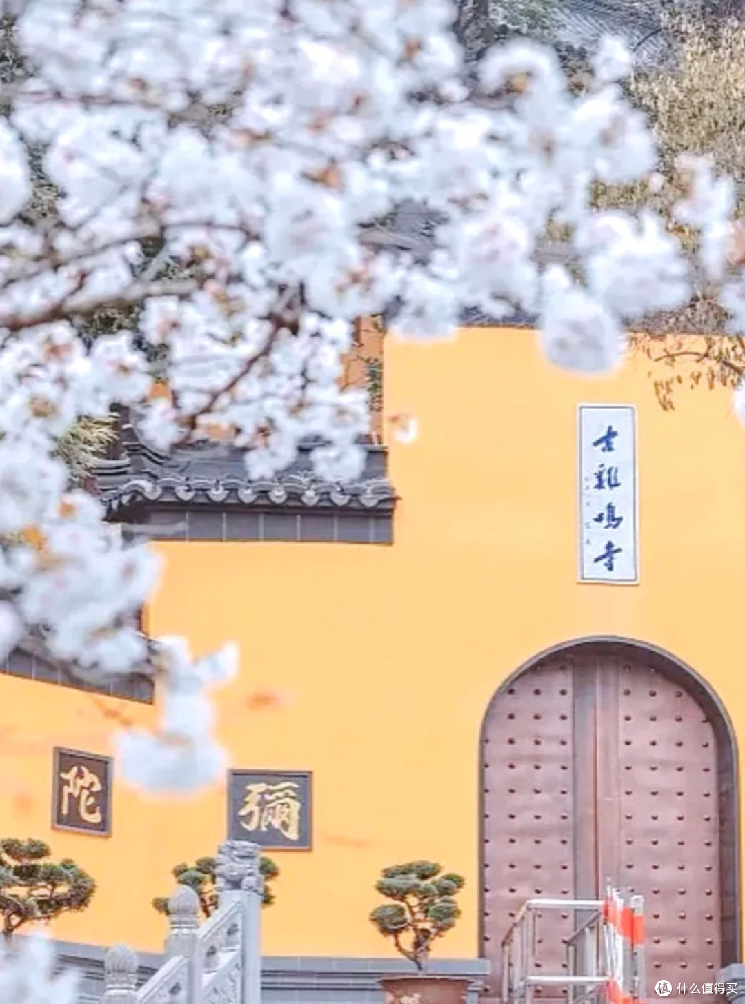 南京春日限定！鸡鸣寺樱花大道，走一趟值了！