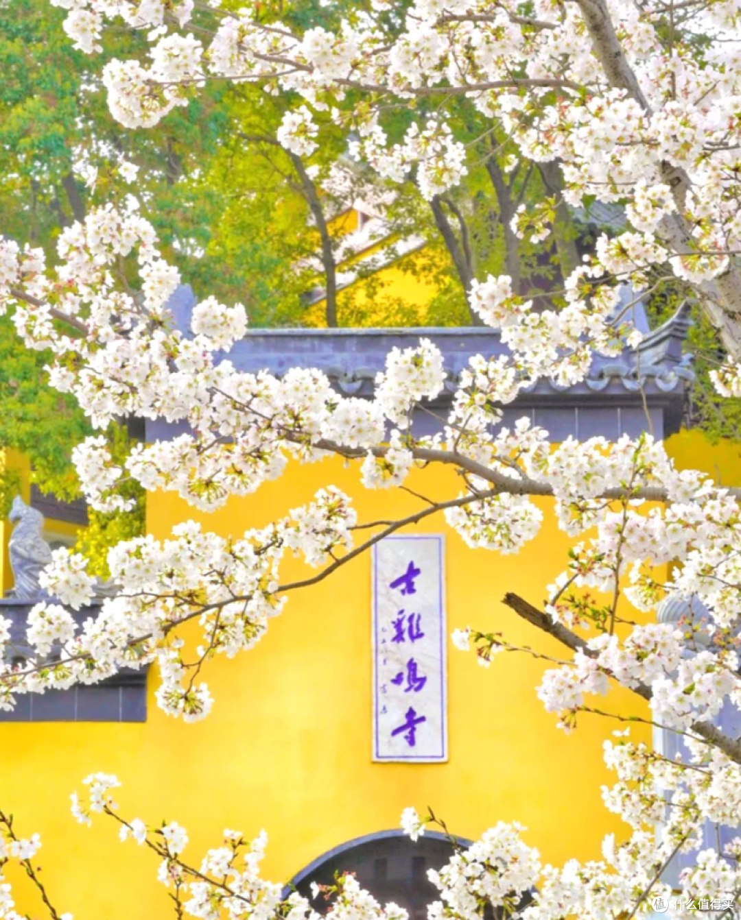 南京春日限定！鸡鸣寺樱花大道，走一趟值了！