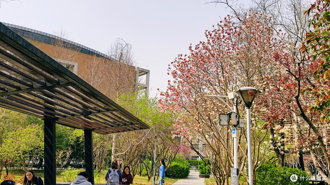 最美校园行,在北京外国语大学寻春天的气息