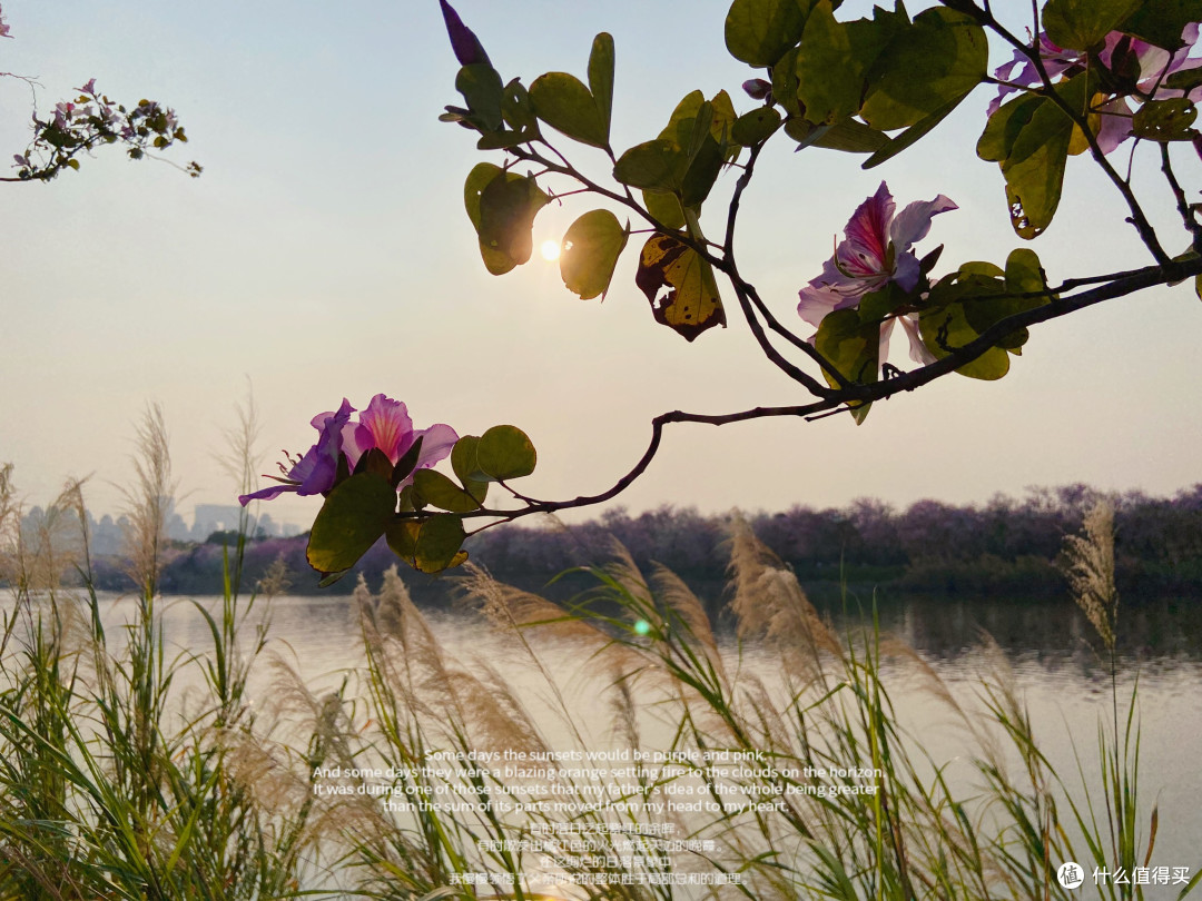 广州海珠湿地公园|限定款春日「花海盲盒」上线!附打卡指南。