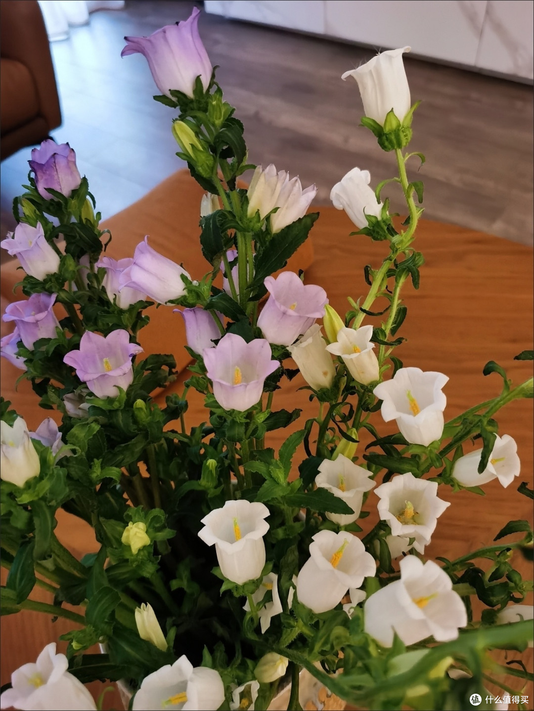 救命!这花直接美到我心巴上