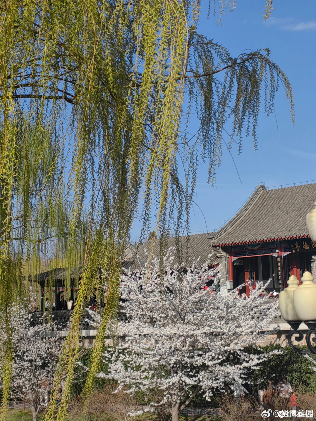 陶然亭春日花事:海棠盛宴与历史文脉的诗意交融