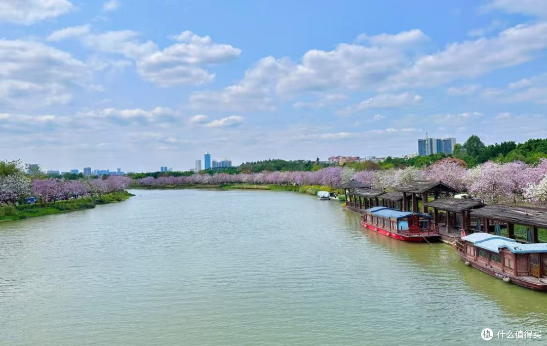 旅游广州海珠区国家湿地公园白色的紫荆花海