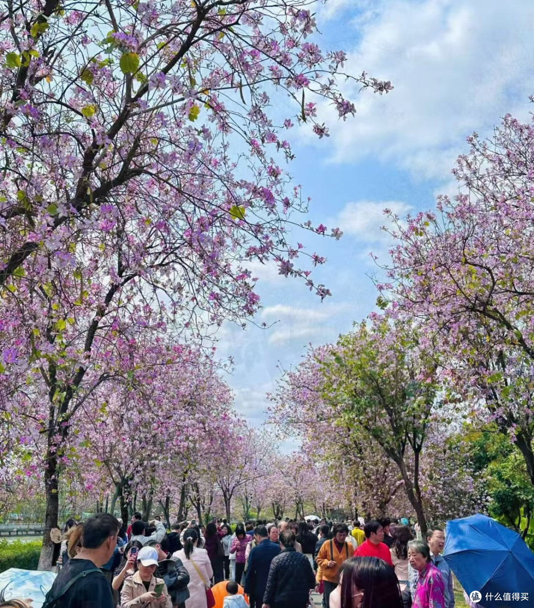 旅游广州海珠区国家湿地公园白色的紫荆花海