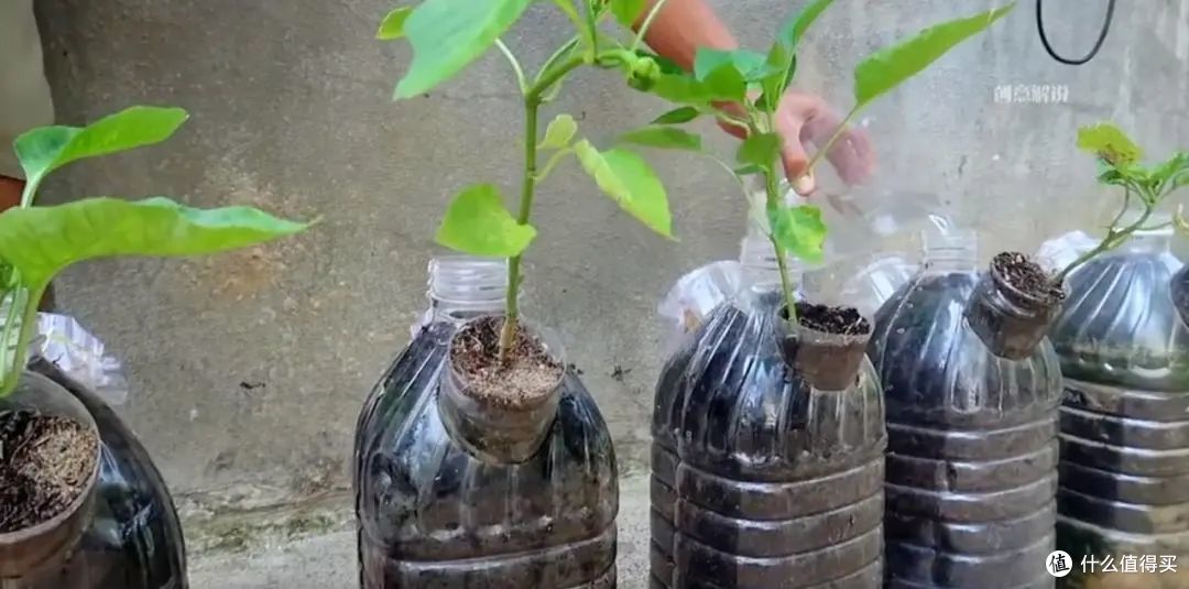 小伙子在家用矿泉水瓶种辣椒，5棵收获30斤，全家人一年都吃不完
