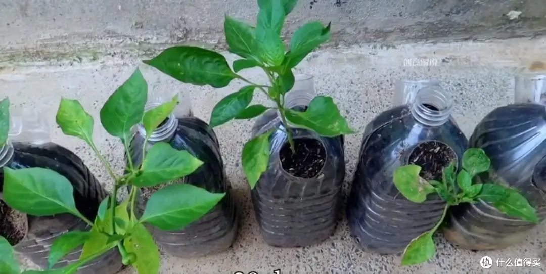 小伙子在家用矿泉水瓶种辣椒，5棵收获30斤，全家人一年都吃不完