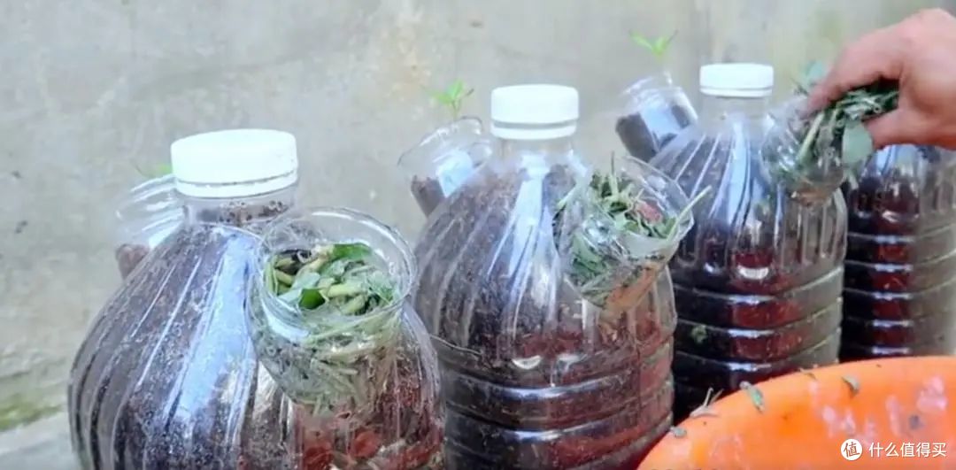 小伙子在家用矿泉水瓶种辣椒，5棵收获30斤，全家人一年都吃不完