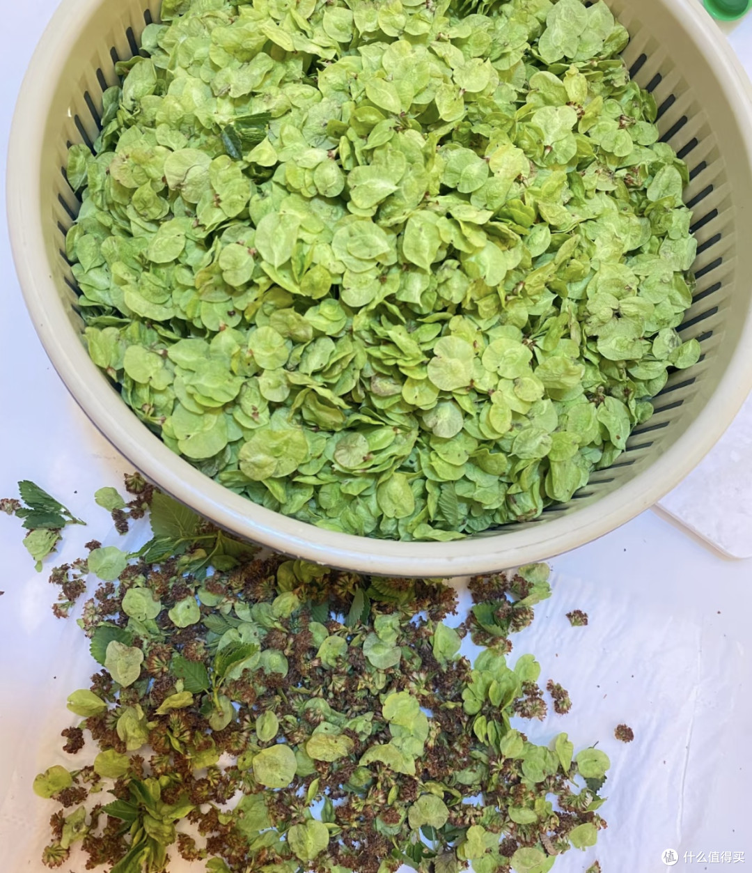 春日食鲜记：荠菜馄饨与榆钱窝窝头的自然馈赠