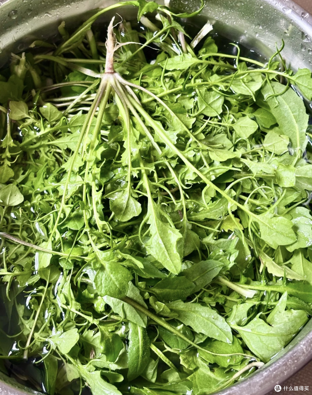 春日食鲜记：荠菜馄饨与榆钱窝窝头的自然馈赠