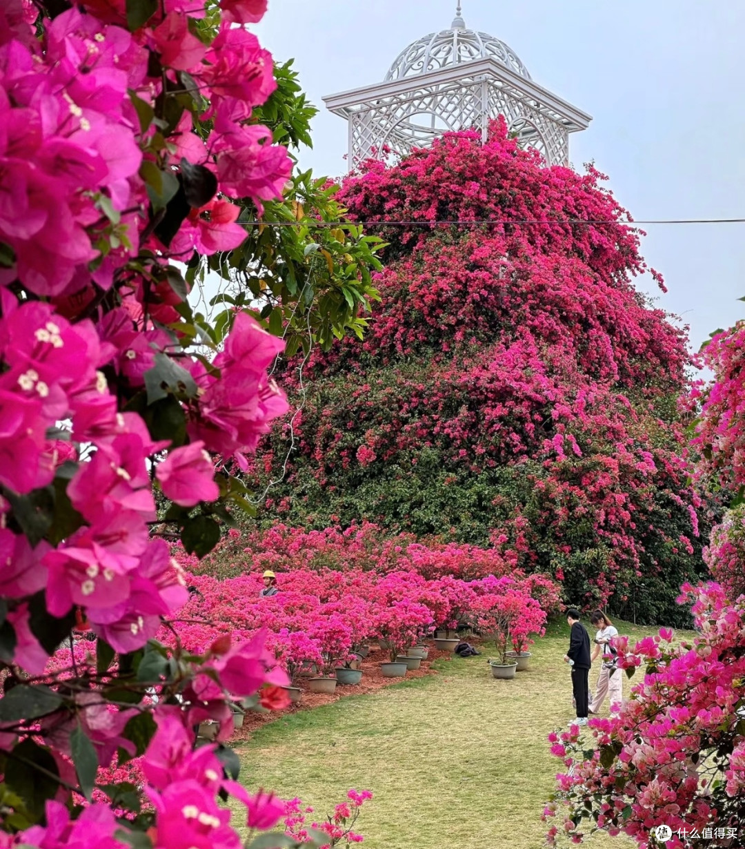 青秀山:三角梅绘就的春日绮梦
