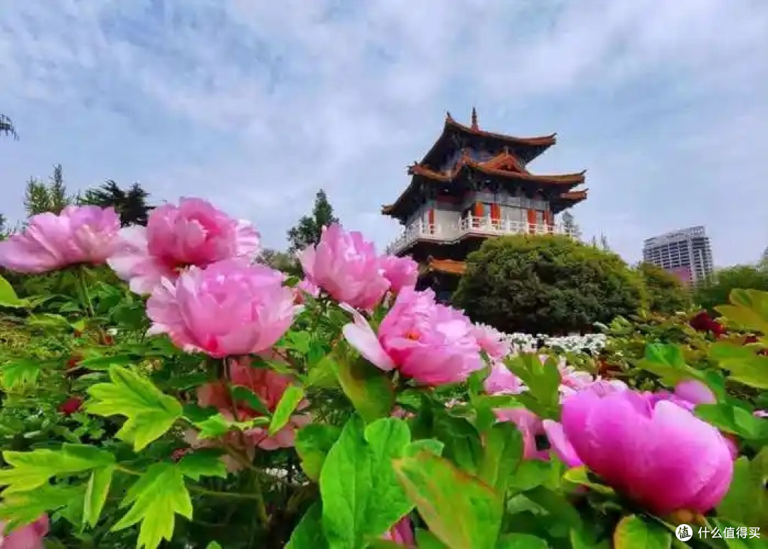 赴一场洛阳牡丹的春日之约