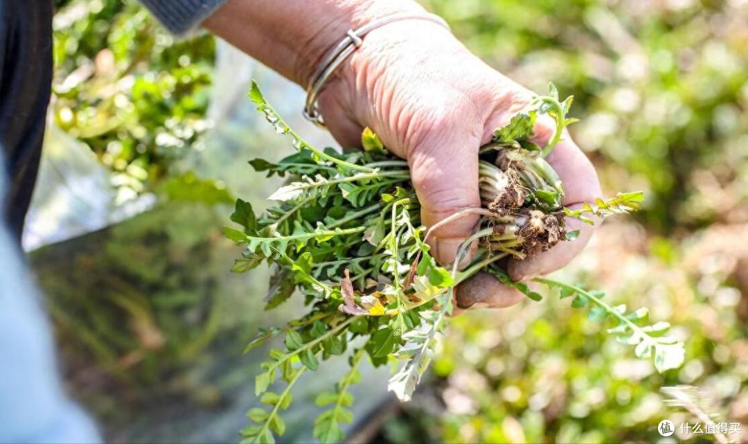 春天挖野菜,别再只知道荠菜、香椿了,分享10种常见的野菜图鉴