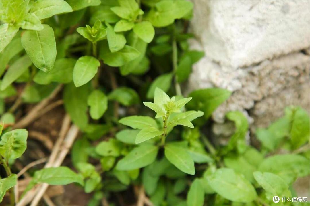 春天挖野菜,别再只知道荠菜、香椿了,分享10种常见的野菜图鉴