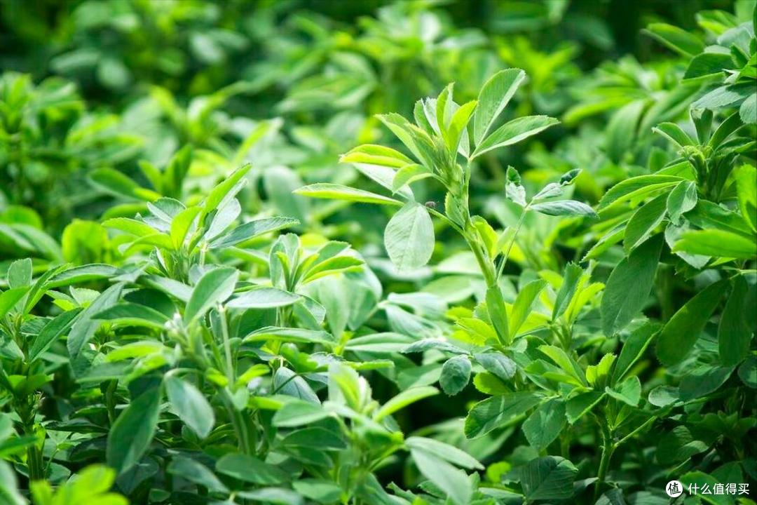 春天挖野菜,别再只知道荠菜、香椿了,分享10种常见的野菜图鉴