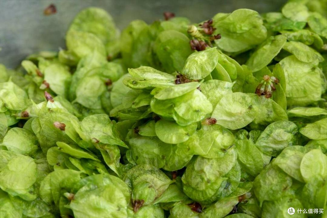 春天挖野菜,别再只知道荠菜、香椿了,分享10种常见的野菜图鉴