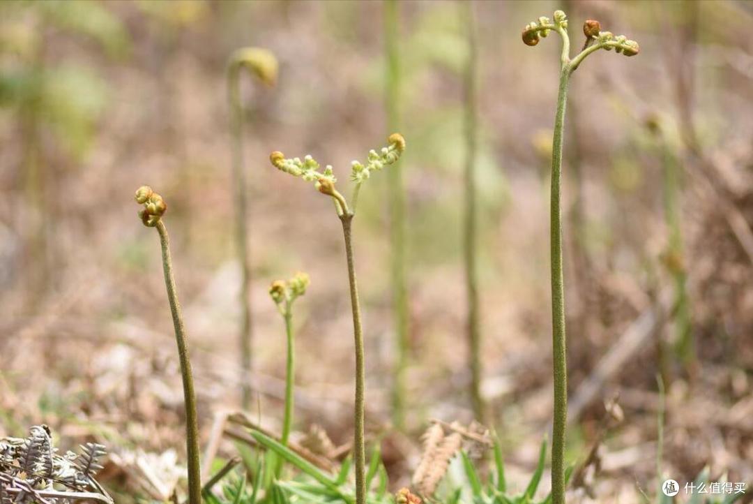 春天挖野菜,别再只知道荠菜、香椿了,分享10种常见的野菜图鉴