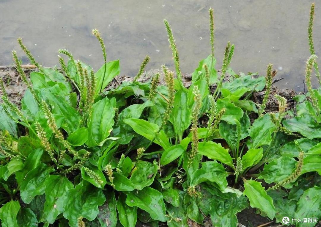 春天挖野菜,别再只知道荠菜、香椿了,分享10种常见的野菜图鉴