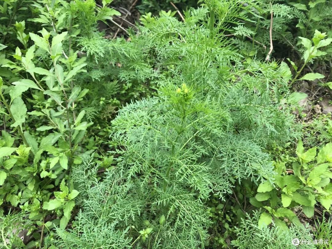 春天挖野菜,别再只知道荠菜、香椿了,分享10种常见的野菜图鉴