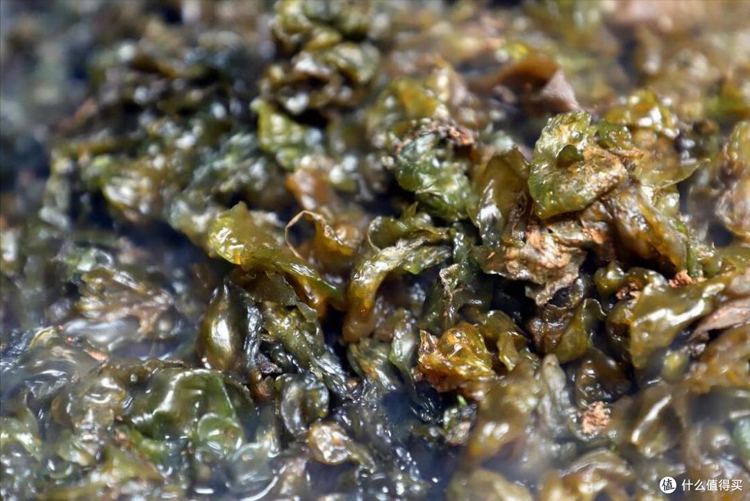 春天挖野菜,别再只知道荠菜、香椿了,分享10种常见的野菜图鉴