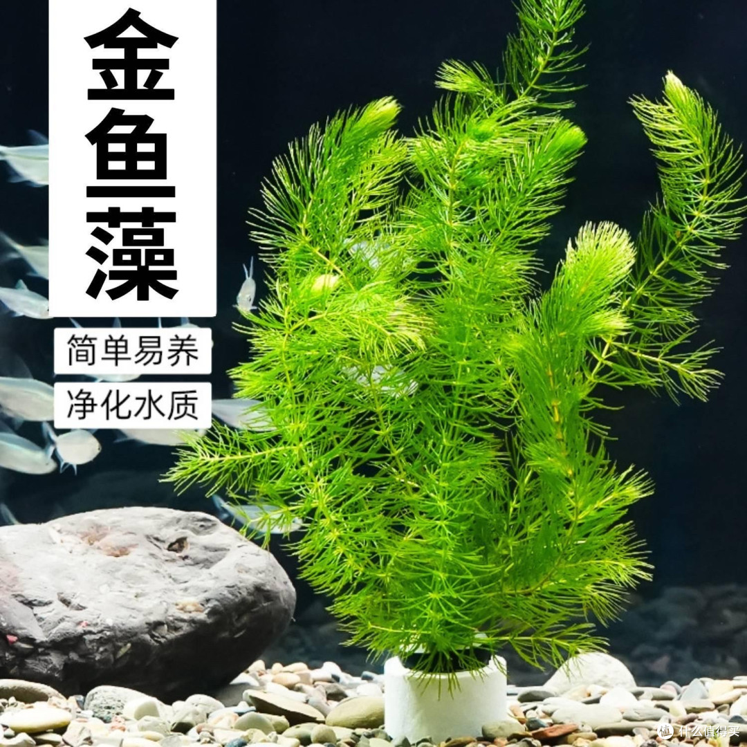 “零”设备生态鱼缸制作全攻略