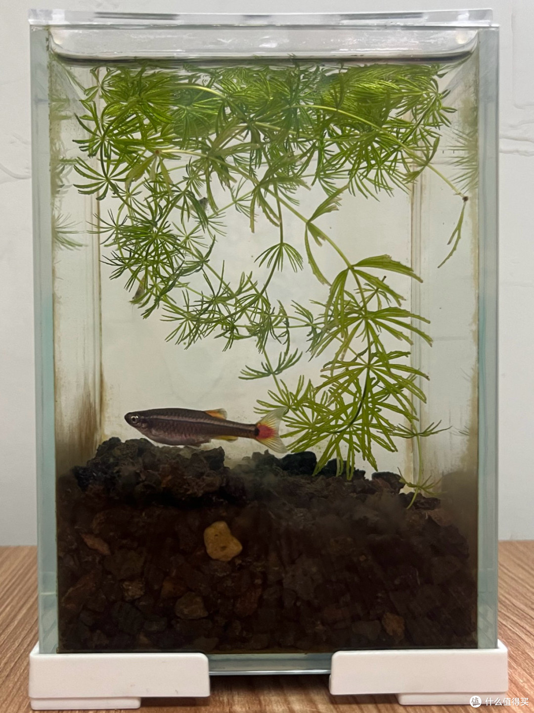 缸壁有褐藻了，水草也很长，说明生态良好