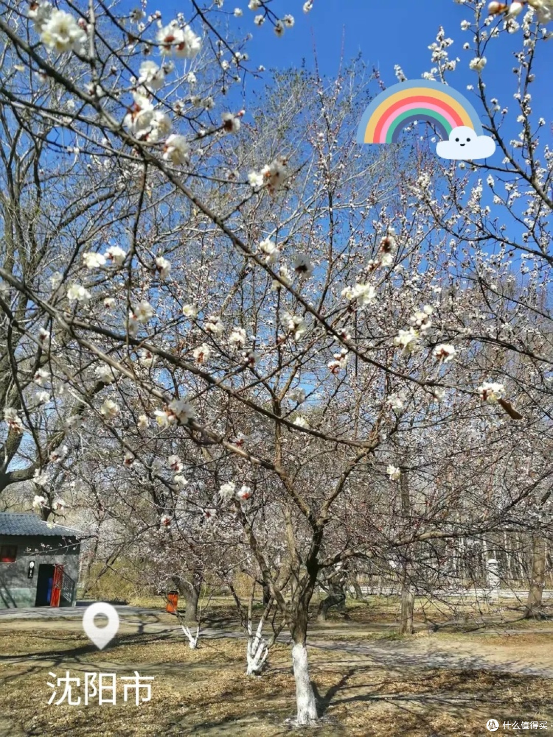 北陵春韵:桃花灼灼绘丹青