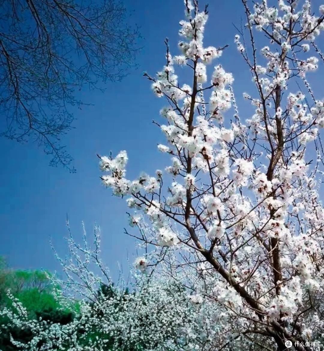 北陵春韵:桃花灼灼绘丹青