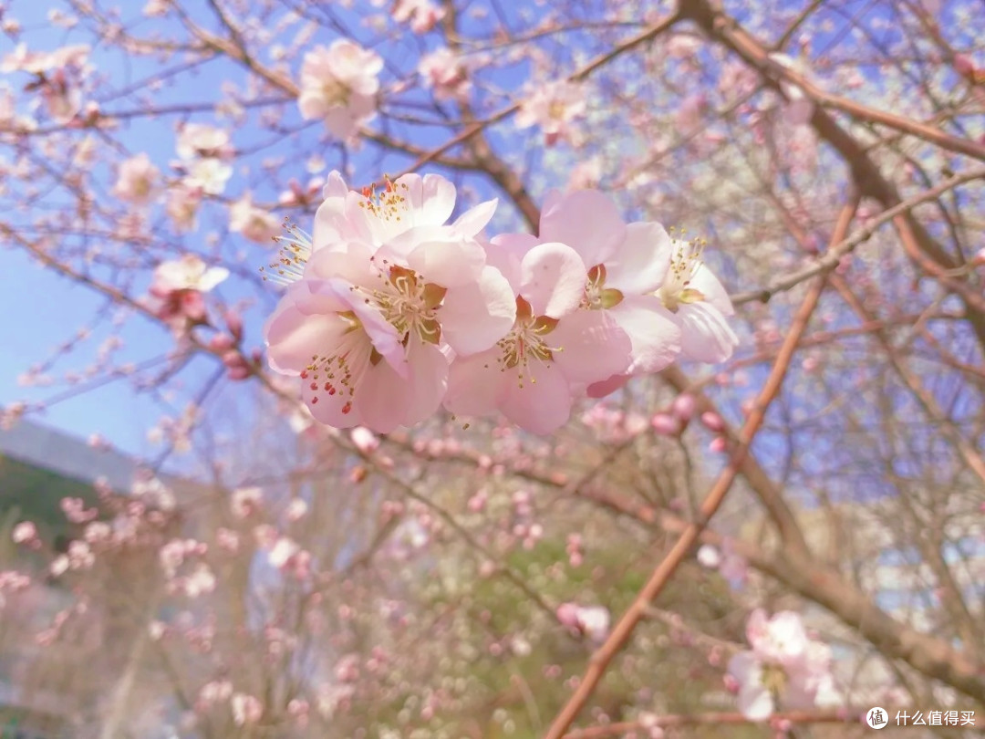 北陵春韵:桃花灼灼绘丹青