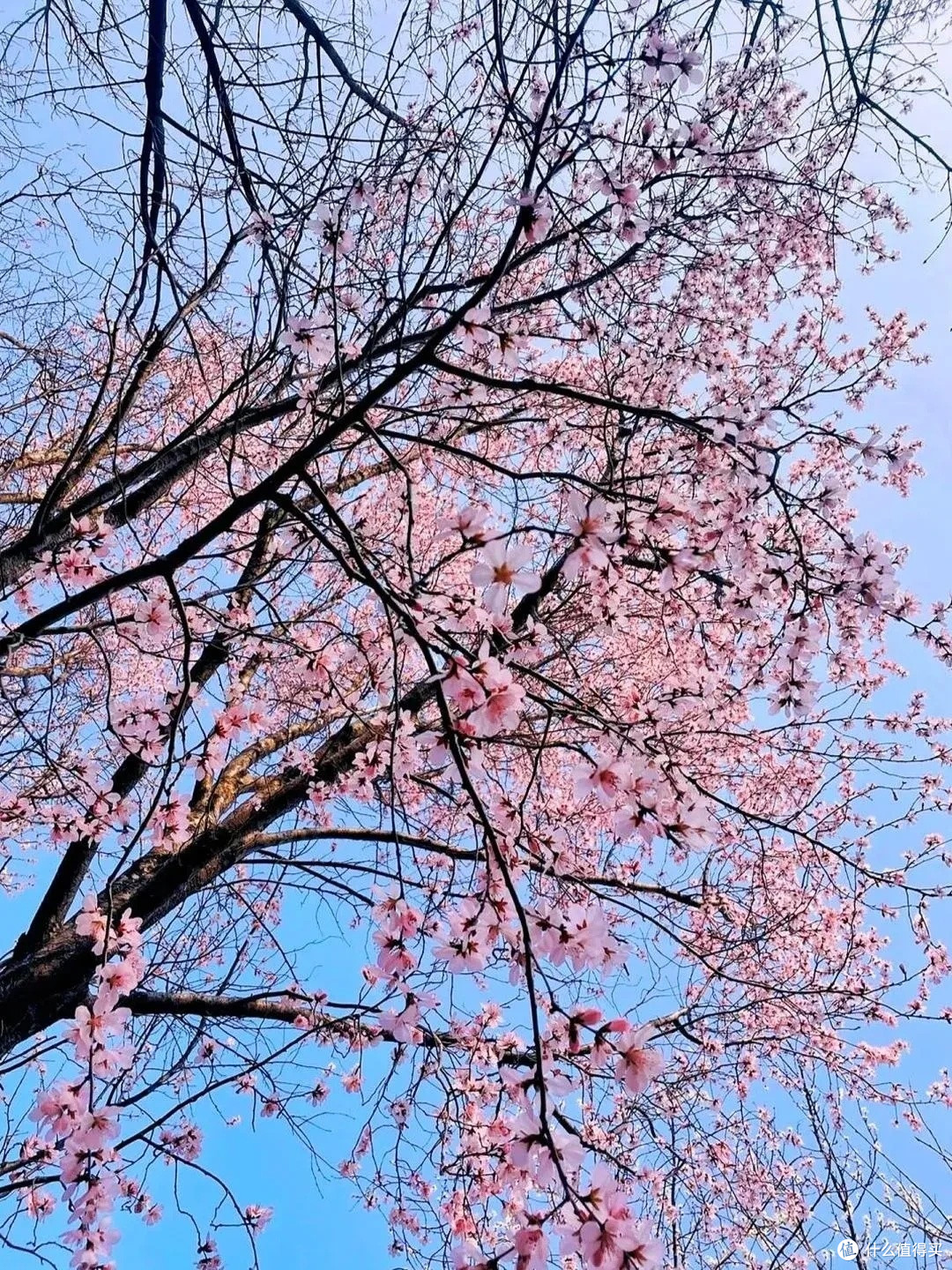 北陵春韵:桃花灼灼绘丹青