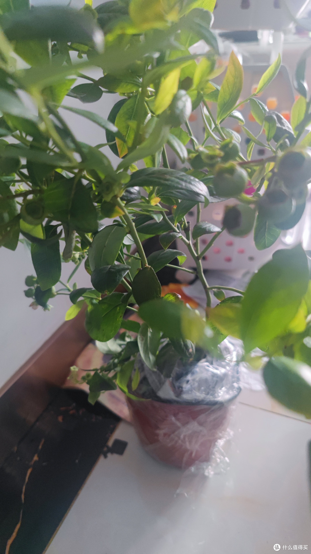 种蓝莓的风,还是吹到了我家阳台。