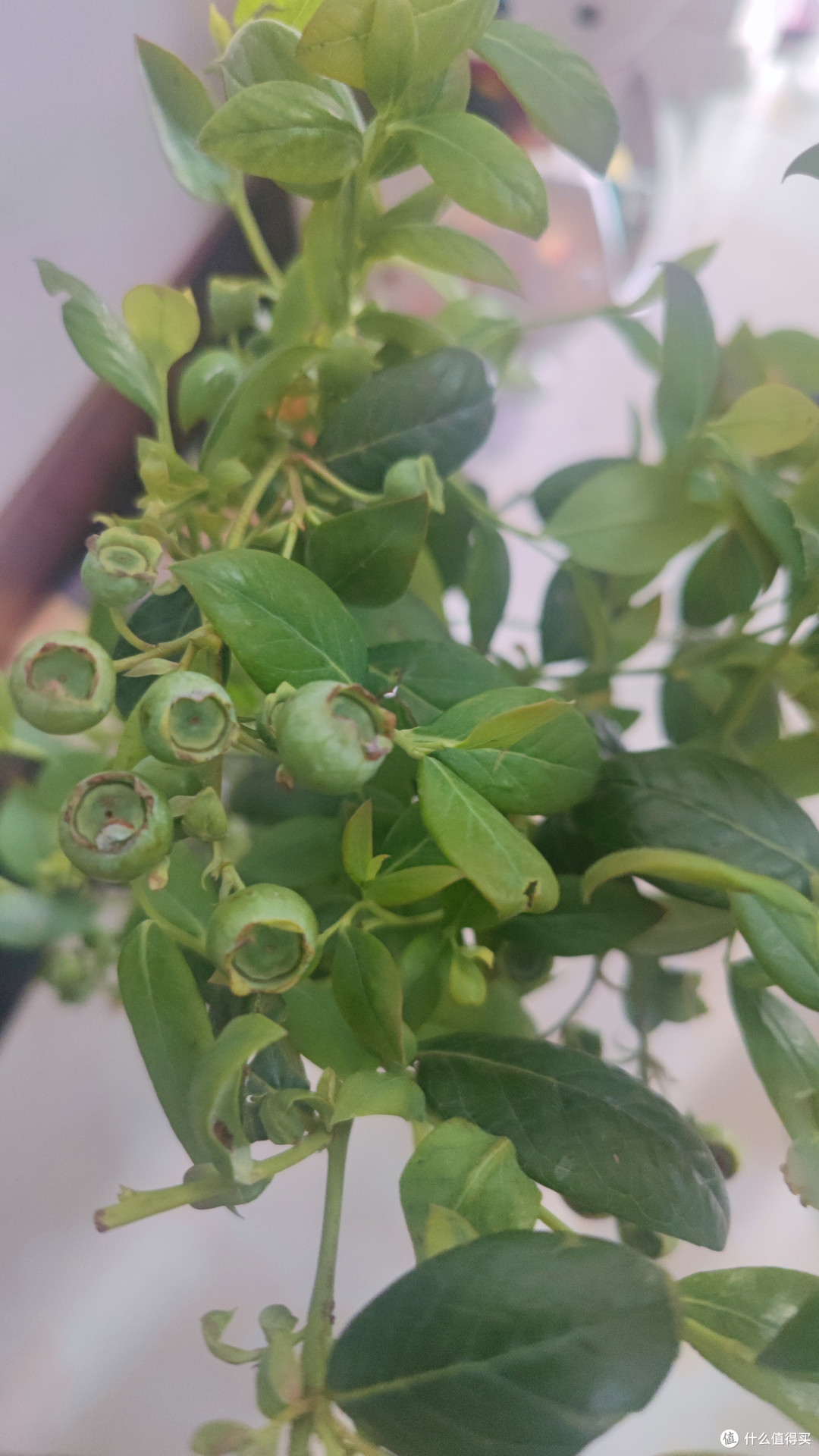 种蓝莓的风,还是吹到了我家阳台。