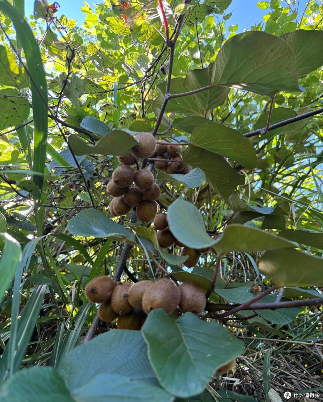 继酱油曝光后,水果蔬菜也塌房了!这5种造假太严重,以后还吃吗