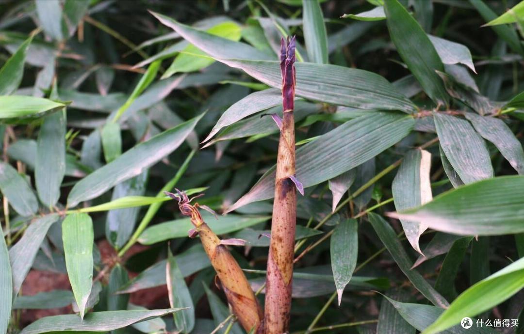 萝卜白菜靠边站,春天多吃4种应季蔬菜,基本上不打农药,放心吃
