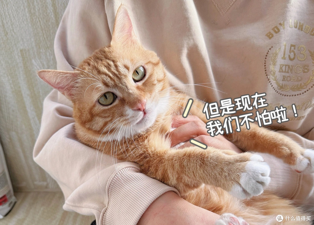 破解猫毛过敏难题,洛卫家让“过敏患者”回归健康生活?