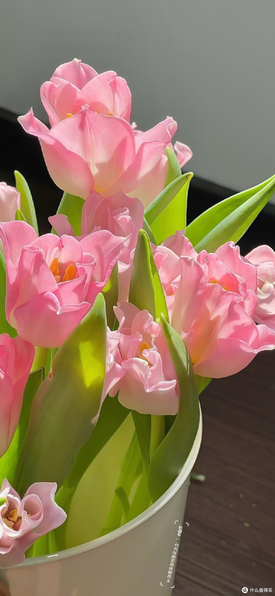焕新春日家,小变奏大美好_鲜花绿植_什么值得买