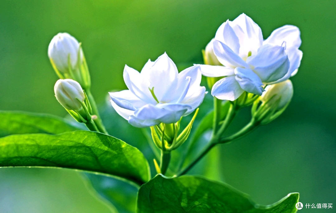 赴一场元江茉莉之约,邂逅超长花期的浪漫
