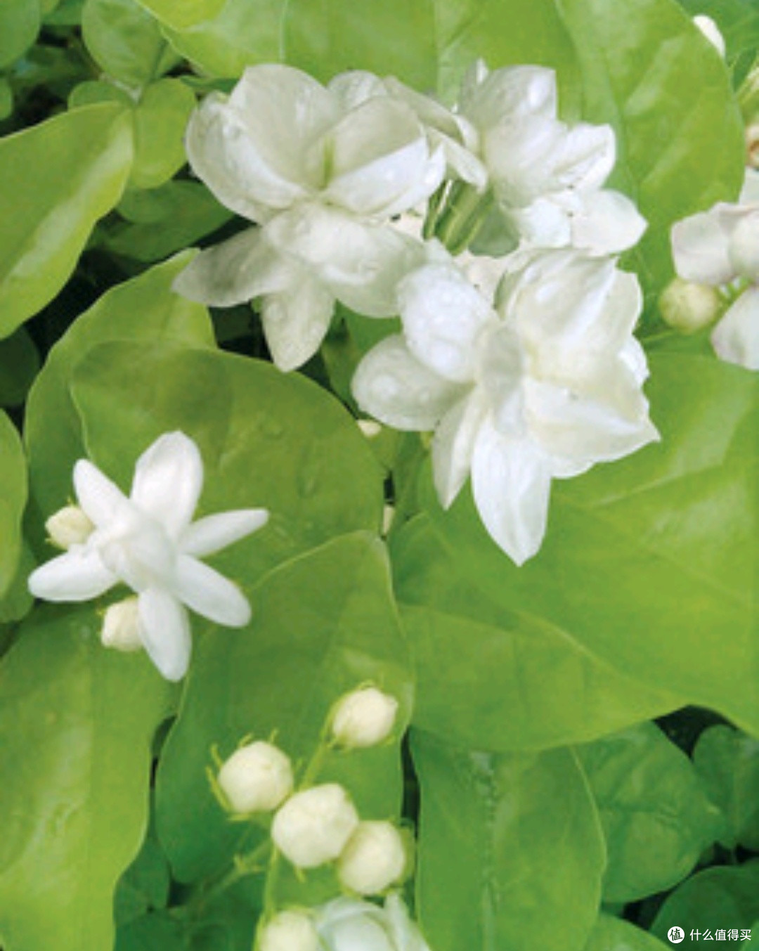 赴一场元江茉莉之约,邂逅超长花期的浪漫