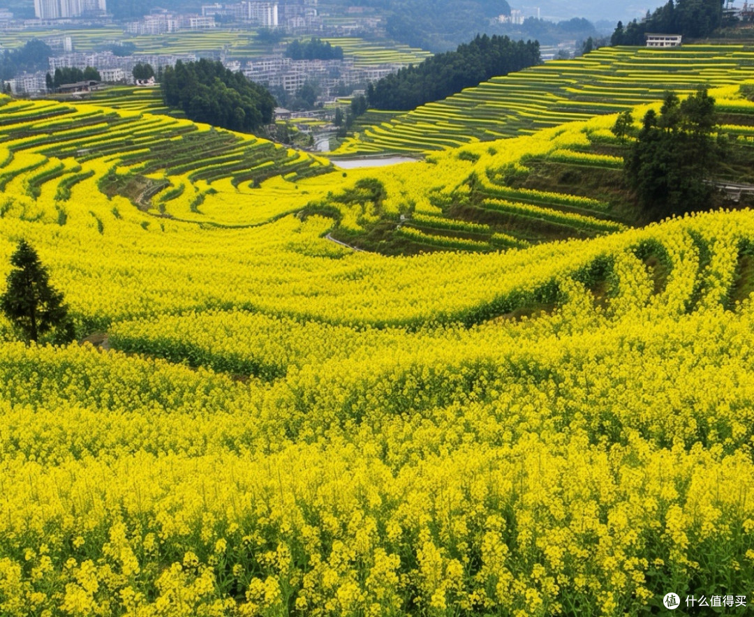 重庆春季探寻金色油菜花海的绝美之地
