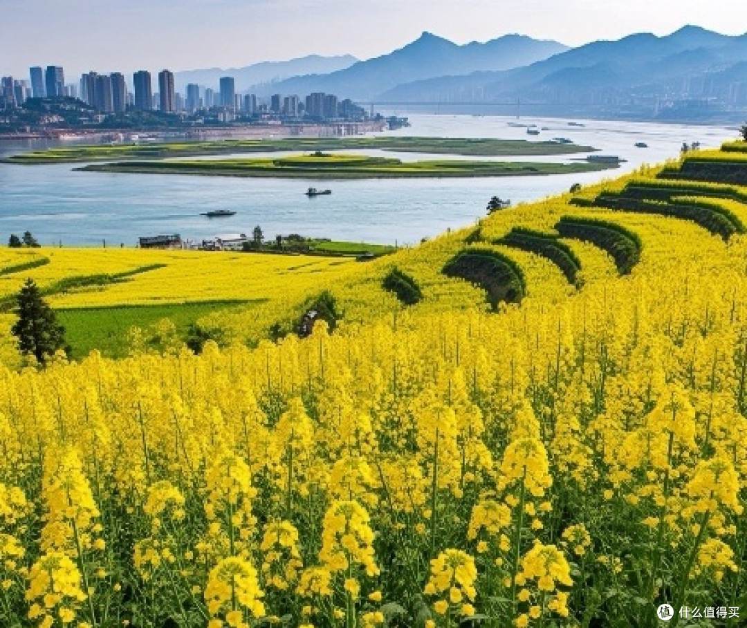 重庆春季探寻金色油菜花海的绝美之地