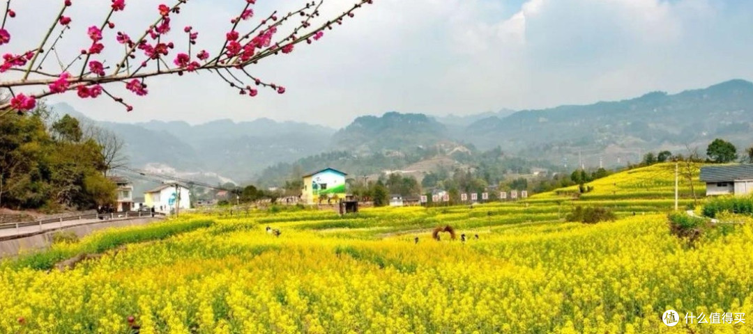 重庆春季探寻金色油菜花海的绝美之地