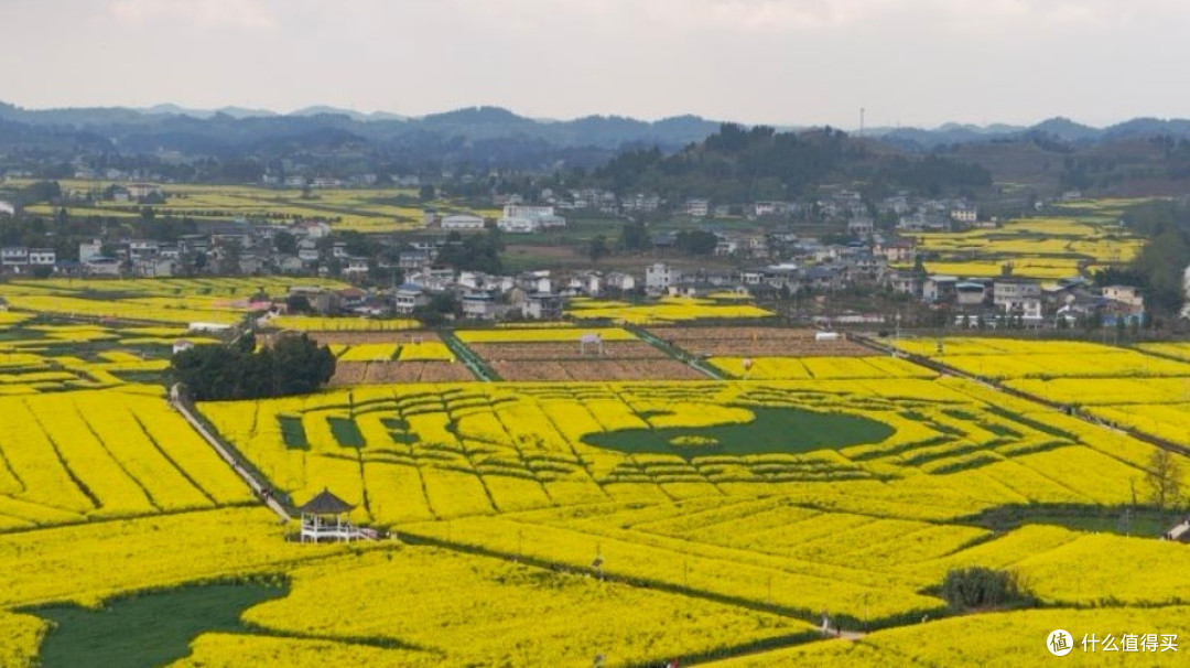 重庆春季探寻金色油菜花海的绝美之地
