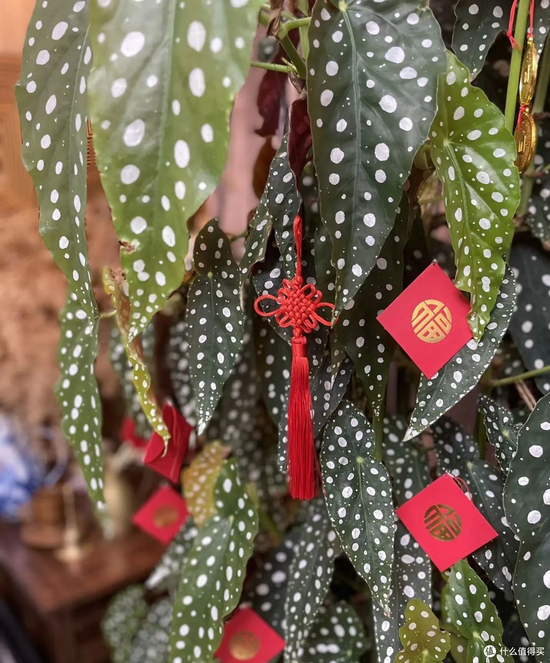 上海一姑娘晒3年的鳟鱼海棠,已经成“圣诞树”,网友笑称:火了