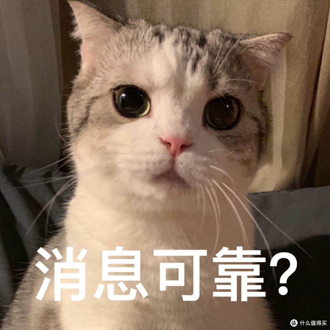懒人怎么养出油光水滑的猫