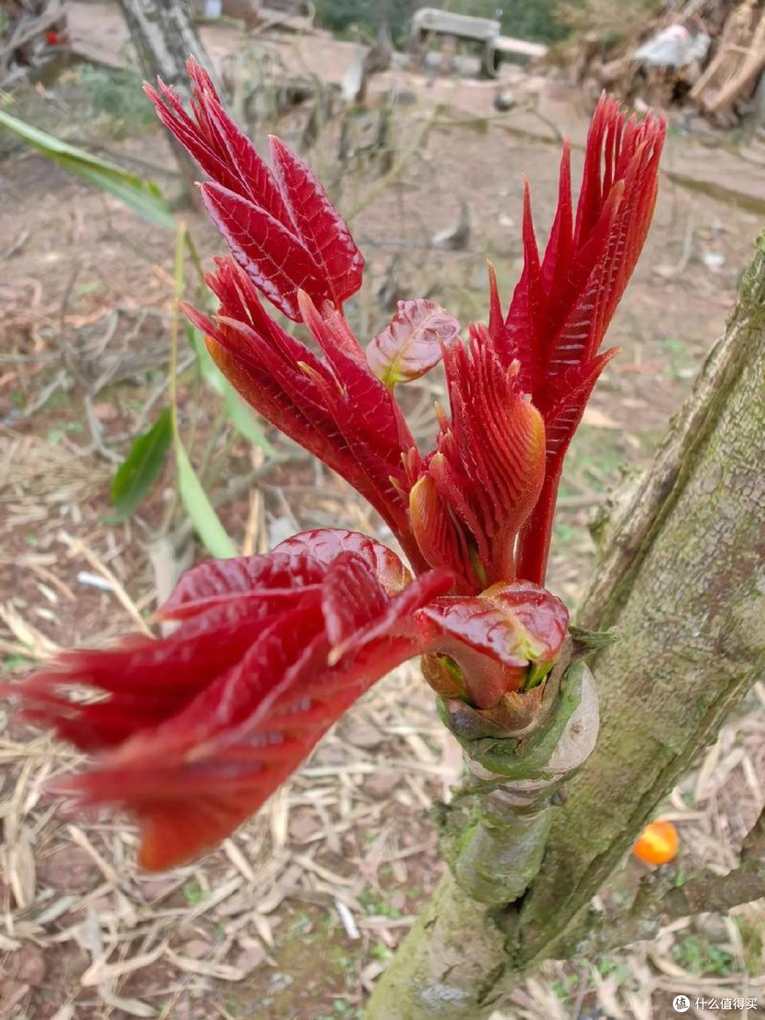 春季限定食材,椿芽