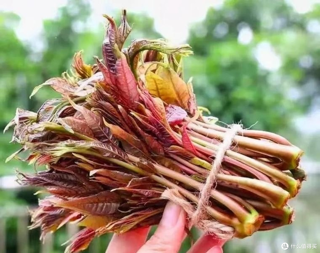 春季限定食材,椿芽