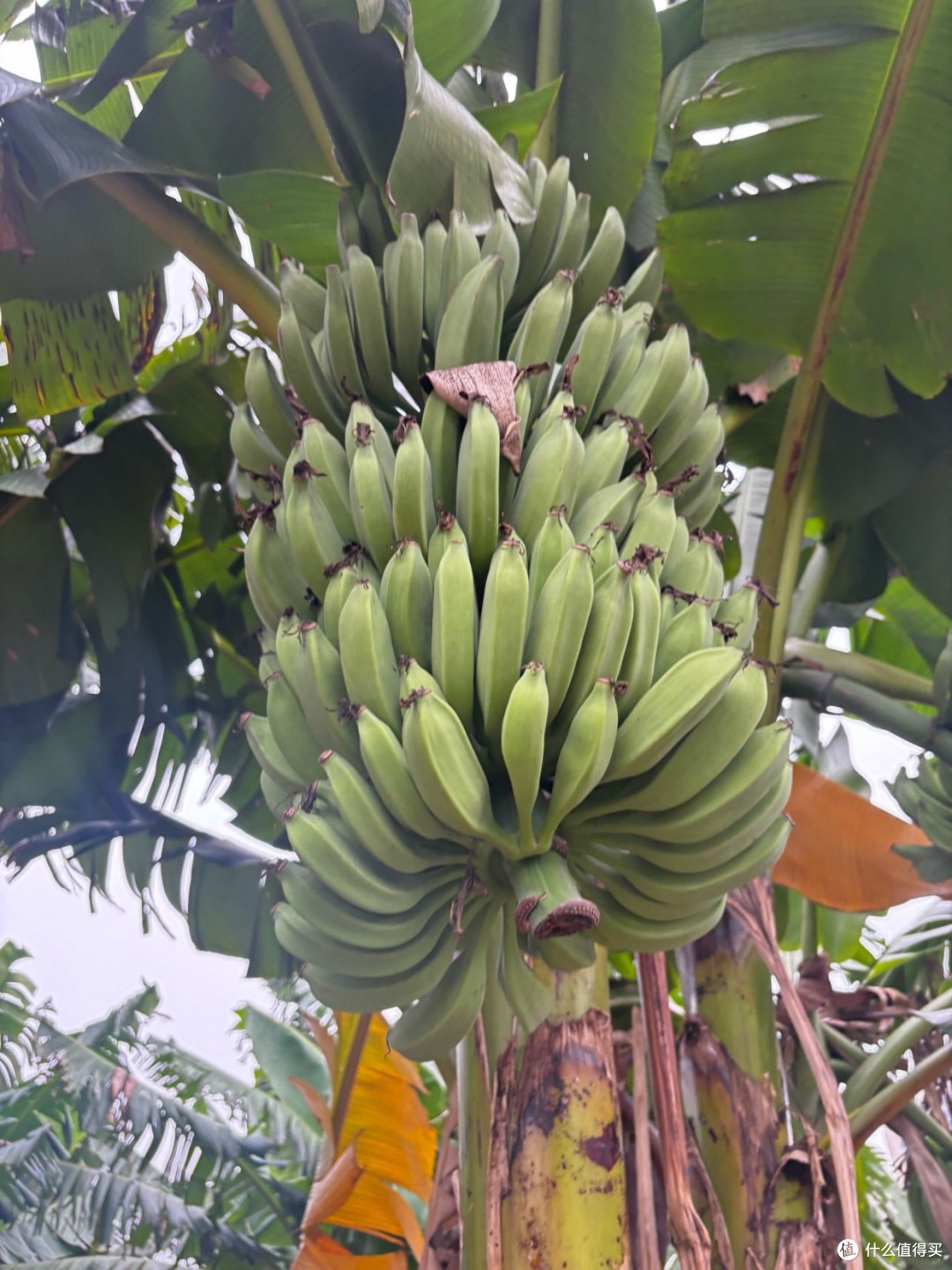 芭蕉和香蕉有什么区别,哪种好吃?